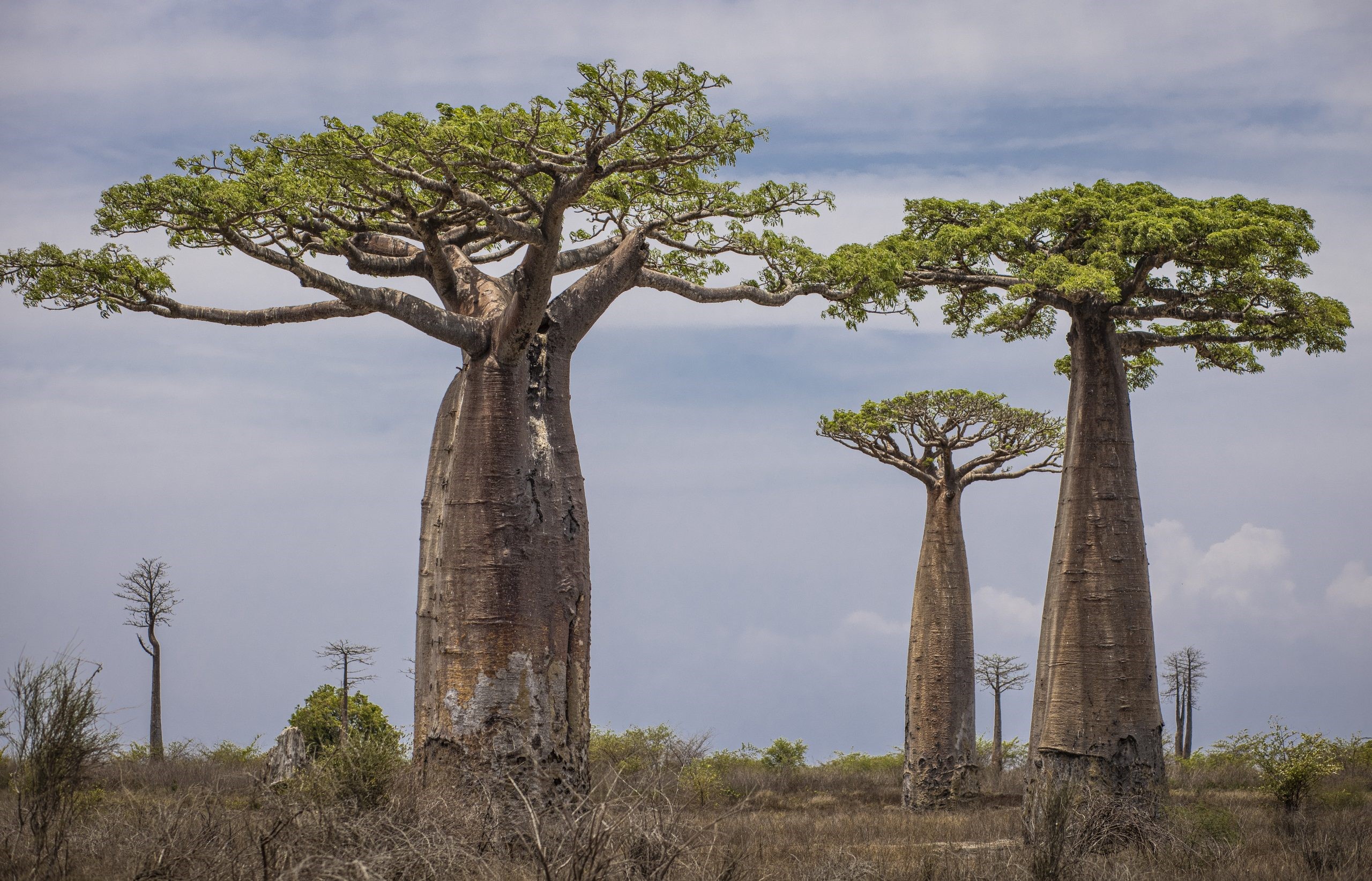 Morondava